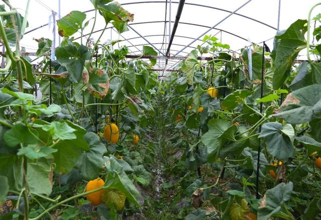 口口甜如蜜,快来尝尝._种植