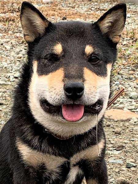 柴犬出去一趟尖脸变方脸,哈喇子流好长,主人看懵"谁家的狗?