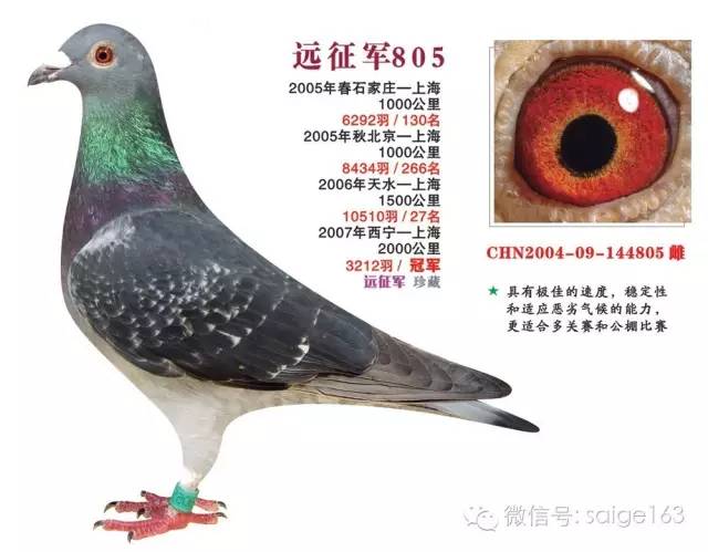 超远程信鸽欣赏