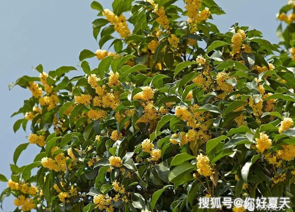 北京颐和园,古桂应中秋!_桂花