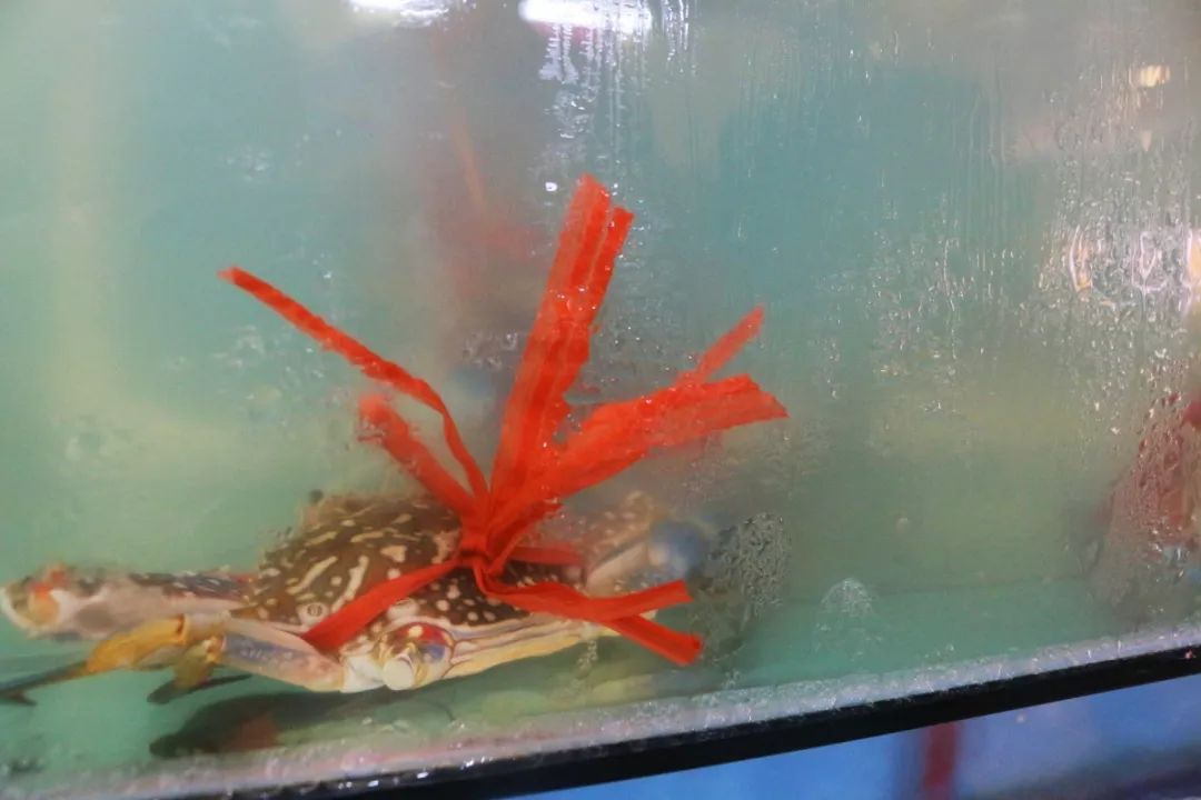 品种繁多各种鱼类,虾蟹,鲍鱼,青口,白贝,扇贝,波士顿龙虾,濑尿虾.