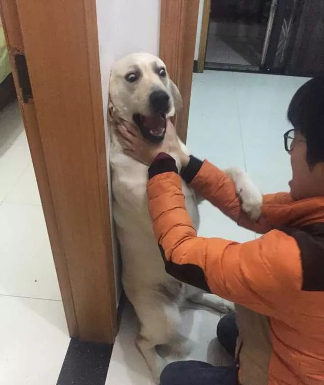 听说养拉布拉多的人最后都被逼疯了