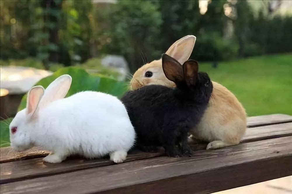 八佰伴活动玩大了兔子农场巨型玉兔满额赠梭子蟹汉服巡游你们想要的