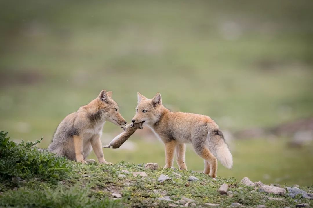中秋节见过青海动物团圆大场面吗萌翻了