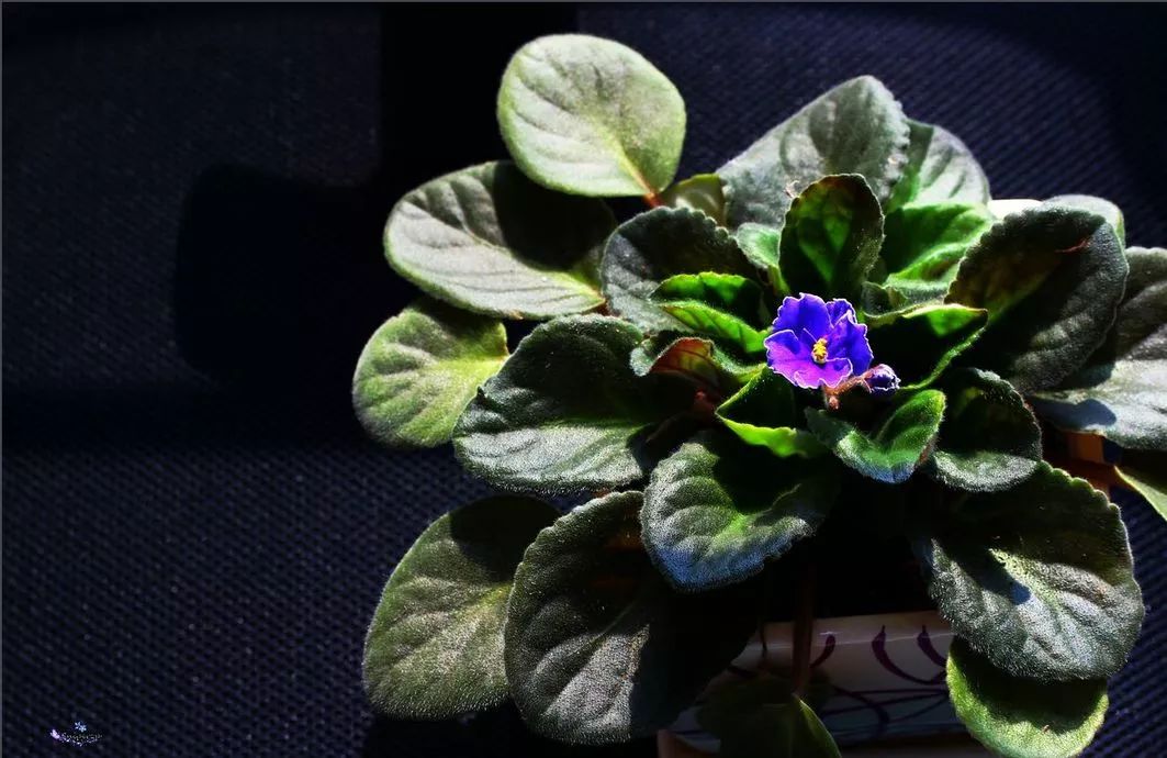 非洲紫罗兰兼具高贵与易养稍用心即爆盆