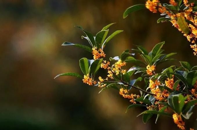 植物趣中秋节里说桂花花好月圆共团圆