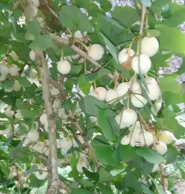 金秋时节白果飘香素有中国银杏之乡美誉的南雄白果也熟了南雄的粉丝们