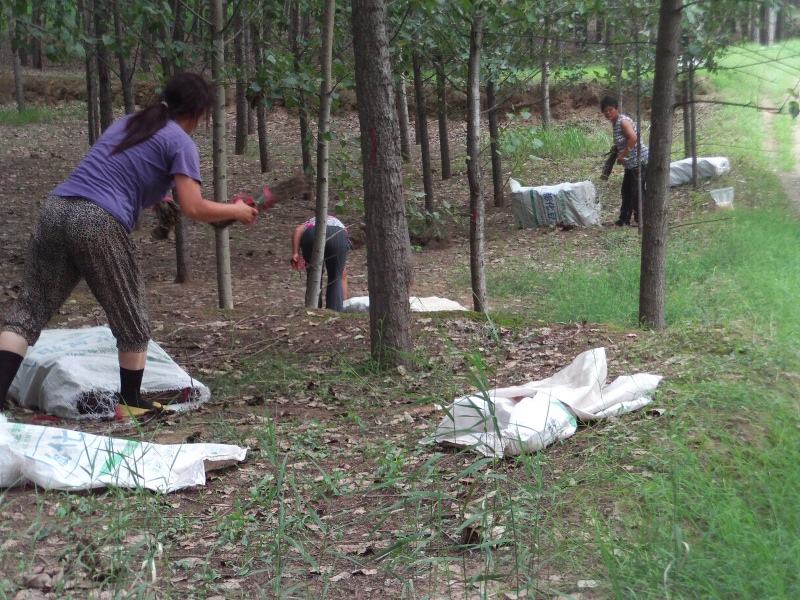 在农村怎样养蝉需要注意什么
