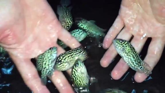 鱼友淘回的极品罗汉鱼苗子高兴坏了