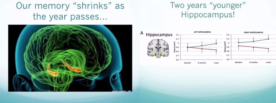 我們大腦中幫助我們記憶的海馬體hippocampus在我們25-30歲時達到最大