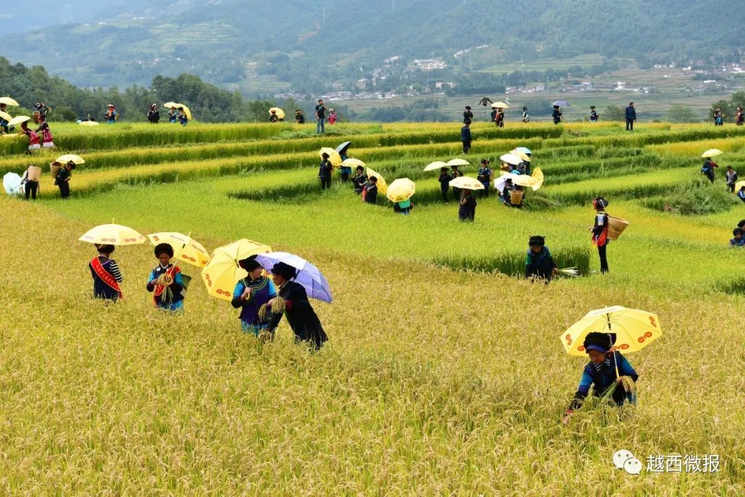 越西普雄农民丰收节暨第四届彝族尝新米节活动扯眼球