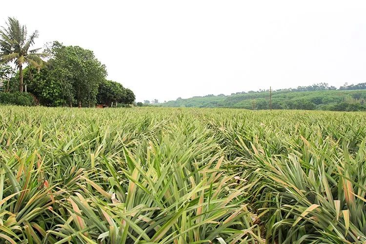 吃完不麻嘴的海南甜蜜蜜凤梨产自世界长寿之乡果肉饱满鲜汁甜蜜