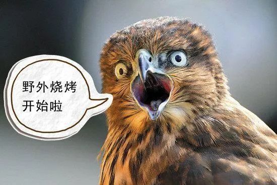 澳州的鸟竟然学会了放火而这只是为了吃顿户外烧烤