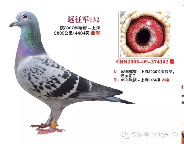 超远程信鸽欣赏