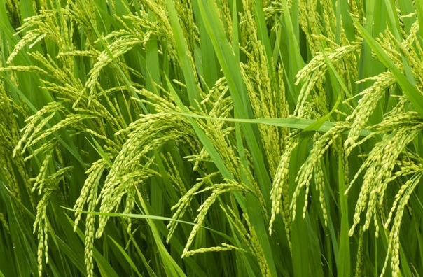 第二,由于结实率降低,植株茎秆中的光合产物比较多,可在水稻齐穗后3-7