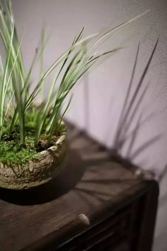 养菖蒲是人生一大乐趣