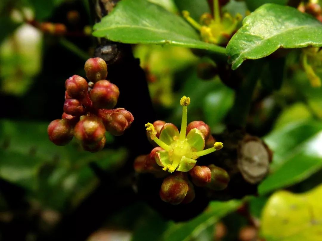 两面针不仅是牙膏还是极具潜力的盆景素材