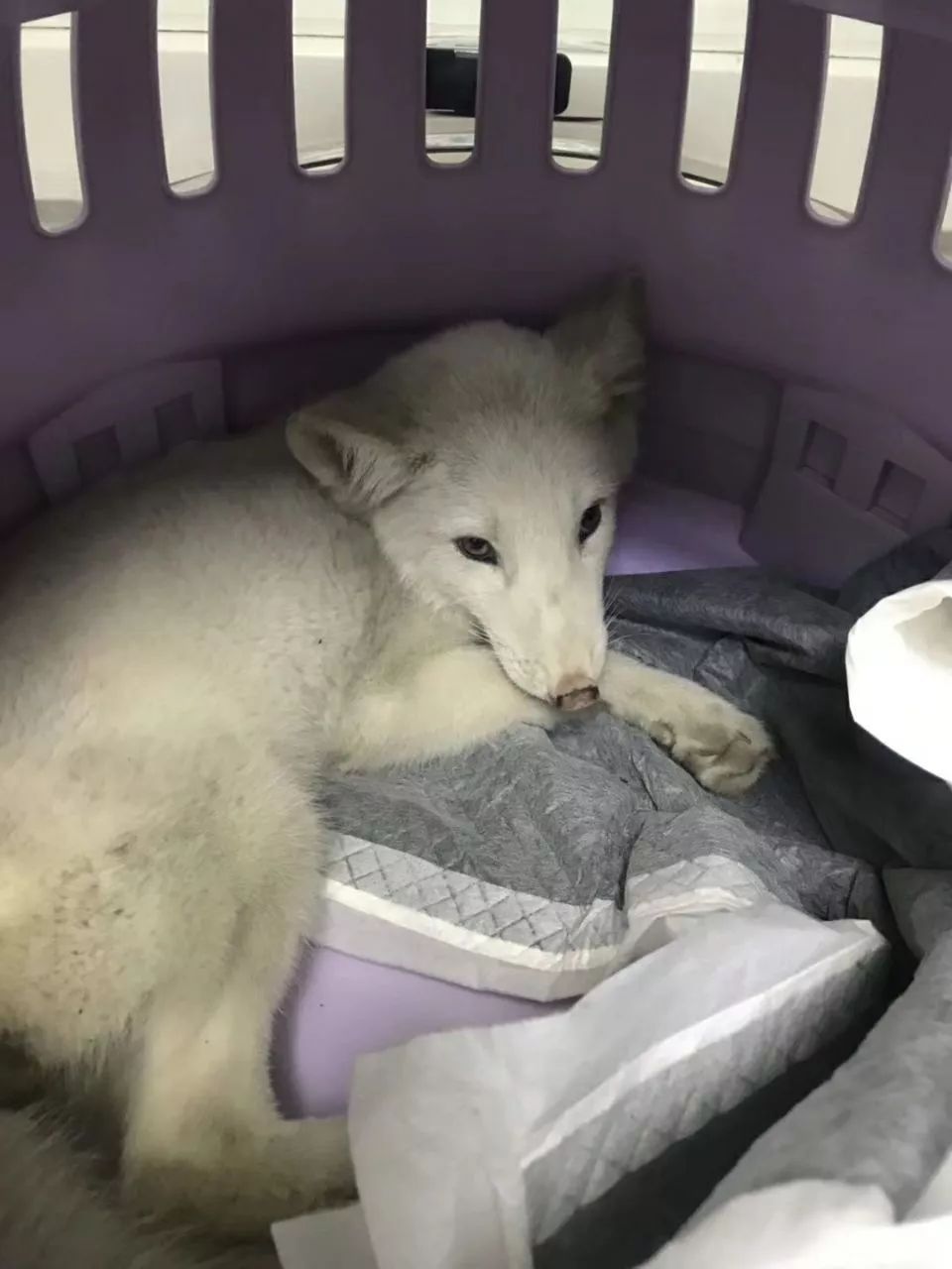 狐狸能当宠物养昌平一小区惊现雪狐