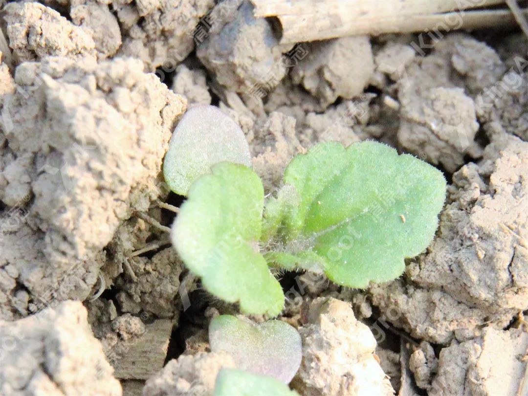 婆婆纳veronica didyma玄参科婆婆纳属麦家公buglossoides arvensis