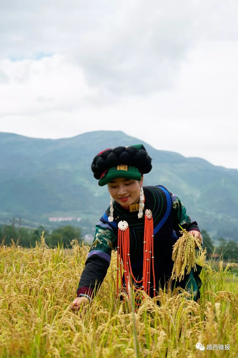 越西普雄农民丰收节暨第四届彝族尝新米节活动扯眼球