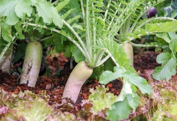 学会3个防止措施,萝卜产量高,卖相好