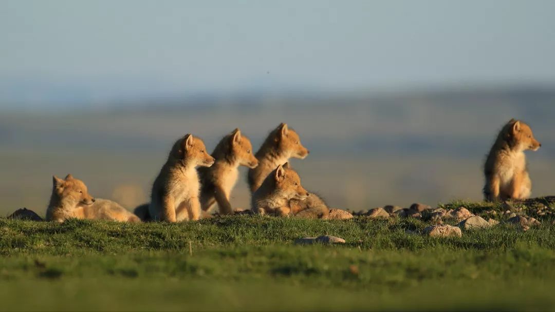 中秋节见过青海动物团圆大场面吗萌翻了