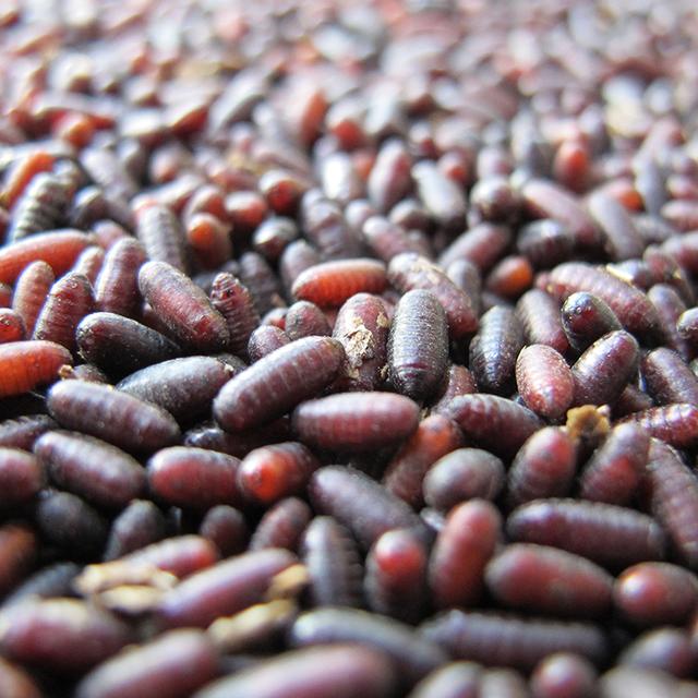 2.培养蛆蛹养蚶房内温度应保持22- 27℃,相对湿度41%.