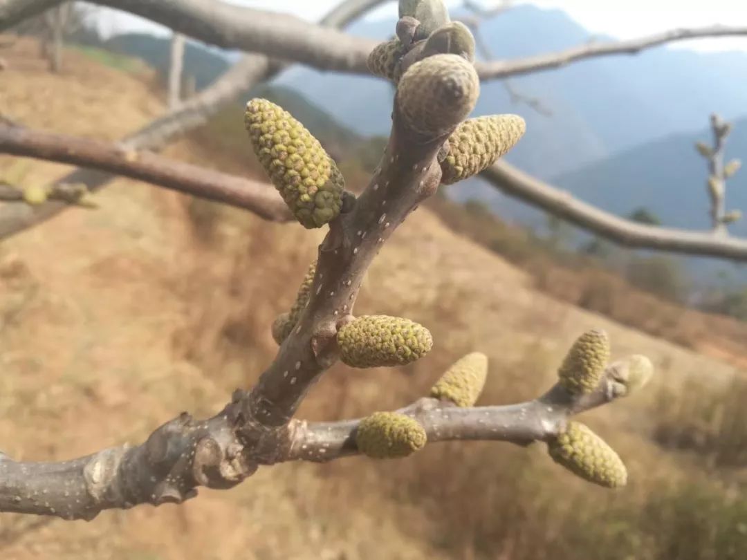 核桃一般是在农历二月开始发芽,开花,三月结出小核桃,从五月到八月是