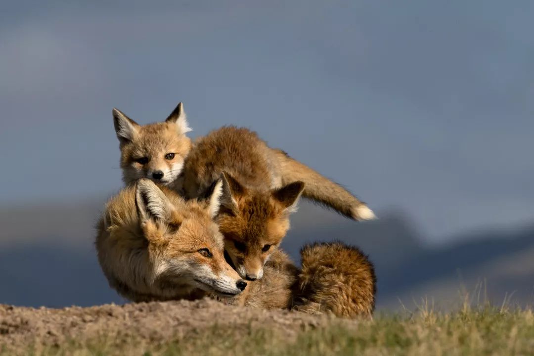 中秋节见过青海动物团圆大场面吗萌翻了