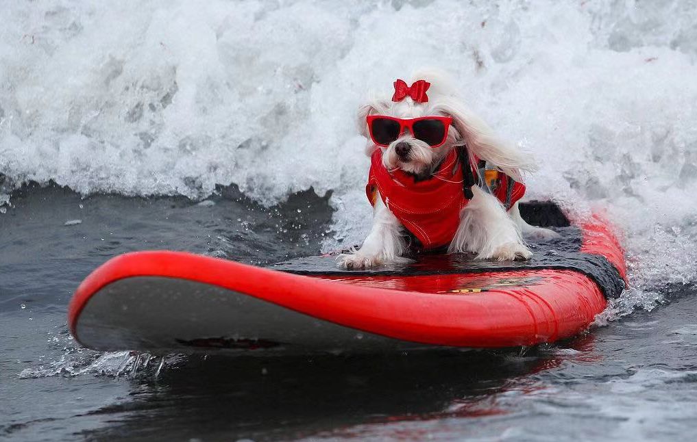 别人家的狗子都开始冲浪了!你家狗子还在家里蹲吗?