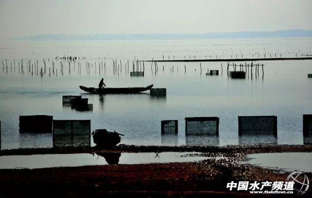 軍山湖產區(江西·進賢縣)固城湖大閘蟹產於南京市高淳區固城湖,是