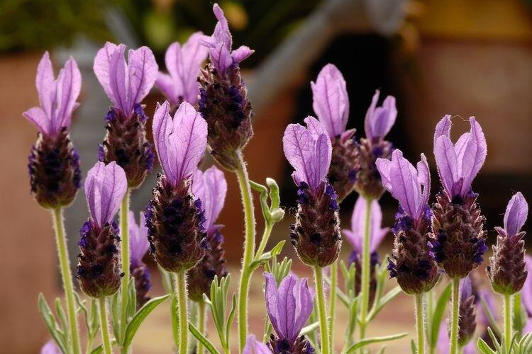 「亮咖芳疗」头状薰衣草精油-抗炎,抗菌,分解黏液-适血瘀体质