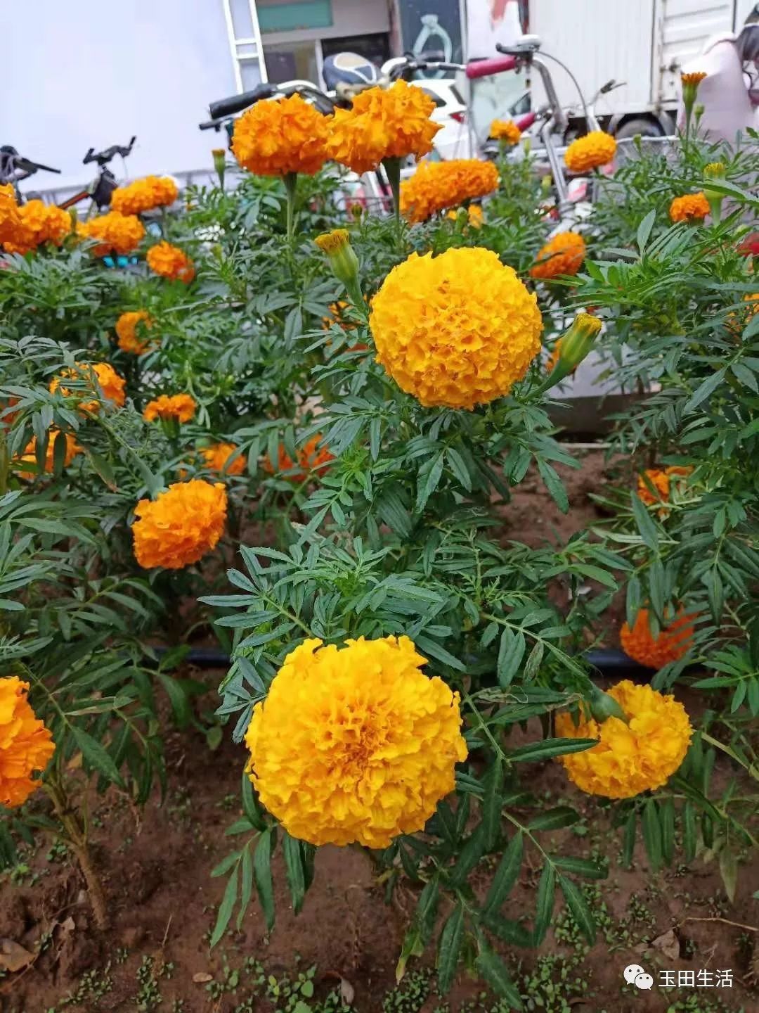 網友:夏風*中秋佳節花兒開的格外嬌豔網友:柔雨飄*八月十五的雲遮月