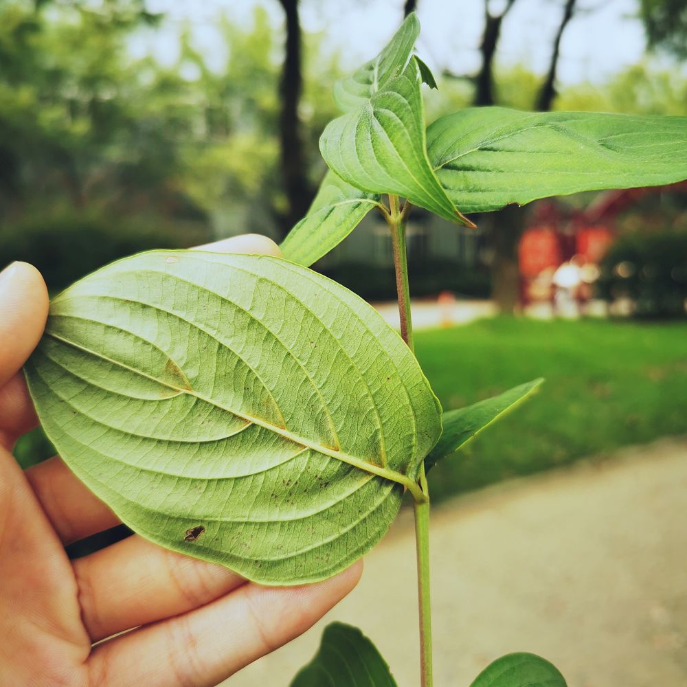 药师带你认草药山茱萸