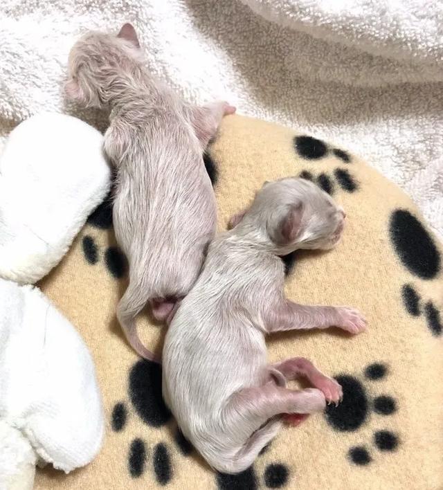 原创两只早产小猫被大妈收养,其中一只还身体缺陷,全靠"按摩"治好