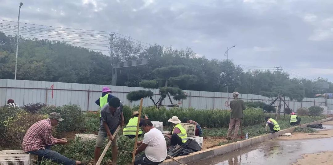 绿化麦冬草坪的栽种方法图片视频