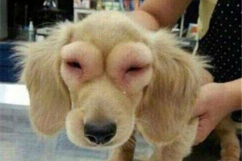 柴犬出去一趟尖脸变方脸,哈喇子流好长,主人看懵"谁家的狗?