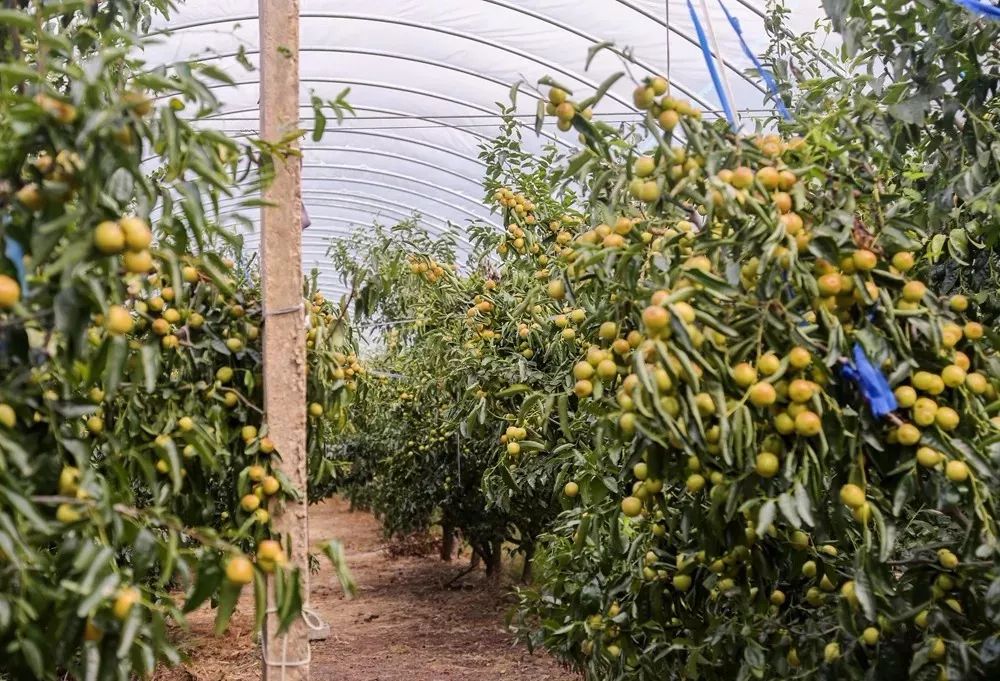 上虞首家冬枣基地开摘啦一口甜脆直击你心随便一颗嘎嘣脆