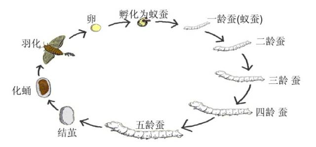 蚕的生命周期流程图图片