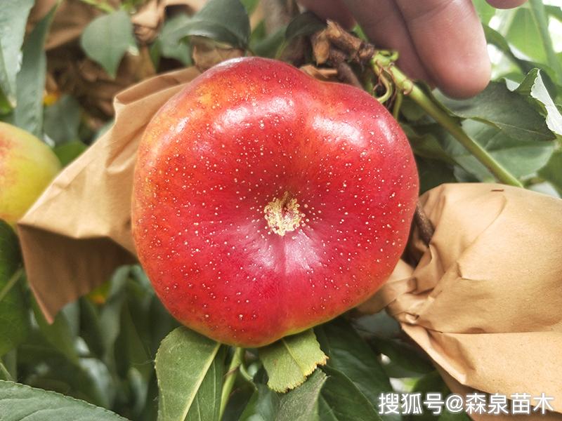 365油蟠桃树苗种植规范步骤分享