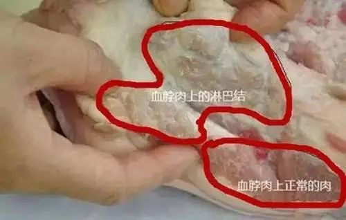 淋巴肉混成饺子馅太恐怖!快给家里人看看!