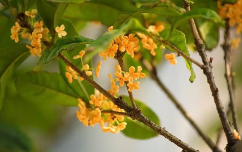 植物趣中秋节里说桂花花好月圆共团圆