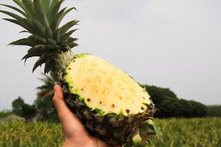 海南甜蜜蜜凤梨后,终于败下阵来了,我敢肯定,之前吃的凤梨只配叫菠萝!
