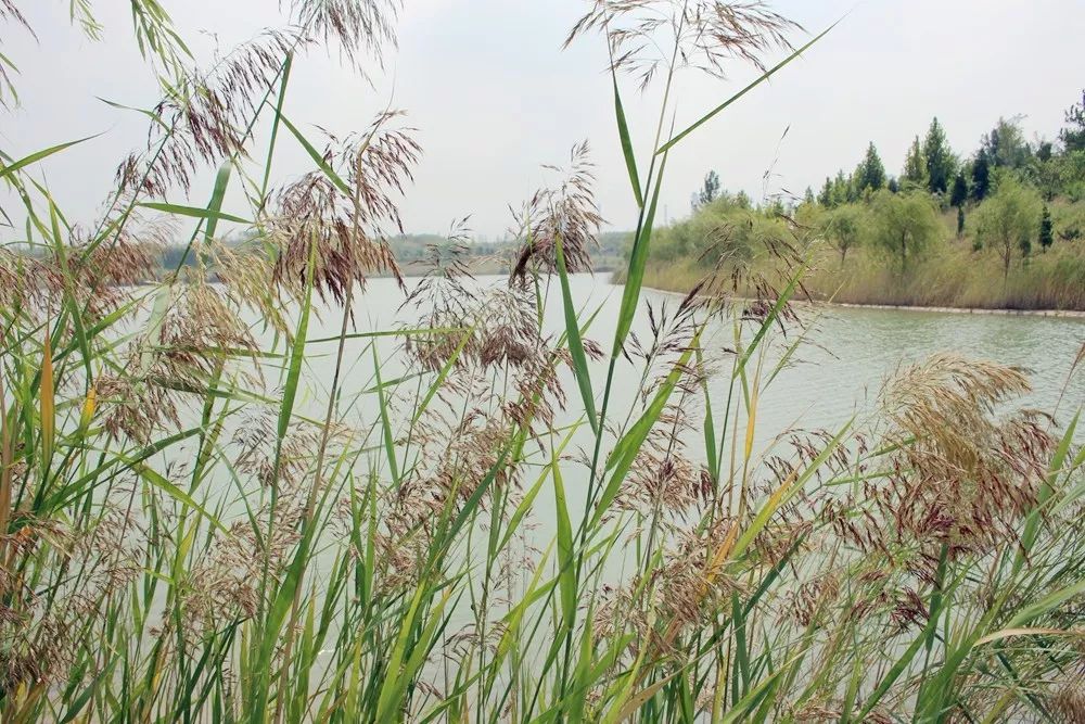 秋高气爽,永城日月湖值得一游!_河堤