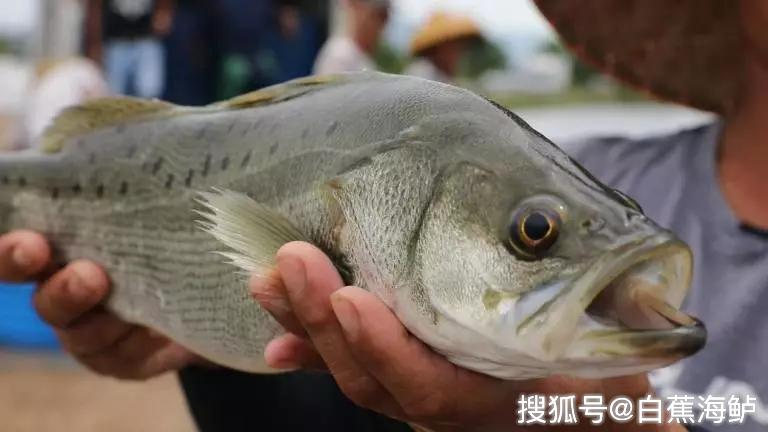 白蕉海鱸一條集萬千寵愛於一身的魚就不得不提到要論珠海斗門的名片