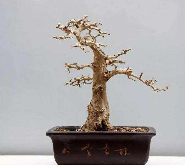 对节白蜡盆景养护做好这几点枝繁叶绿