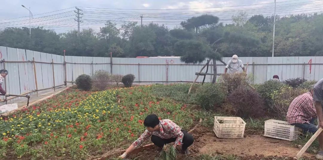 绿化麦冬草坪的栽种方法