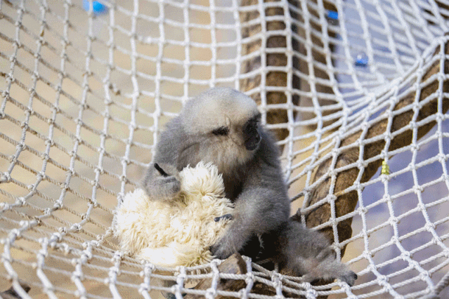 诺诺也特别喜欢饲养员送给他的"长臂猿"公仔,这个公仔和诺诺的颜色一