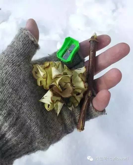 鸟▼大力弓箭▼请记住生火木材的层次很重要▼电池生火▼电池和锡纸生