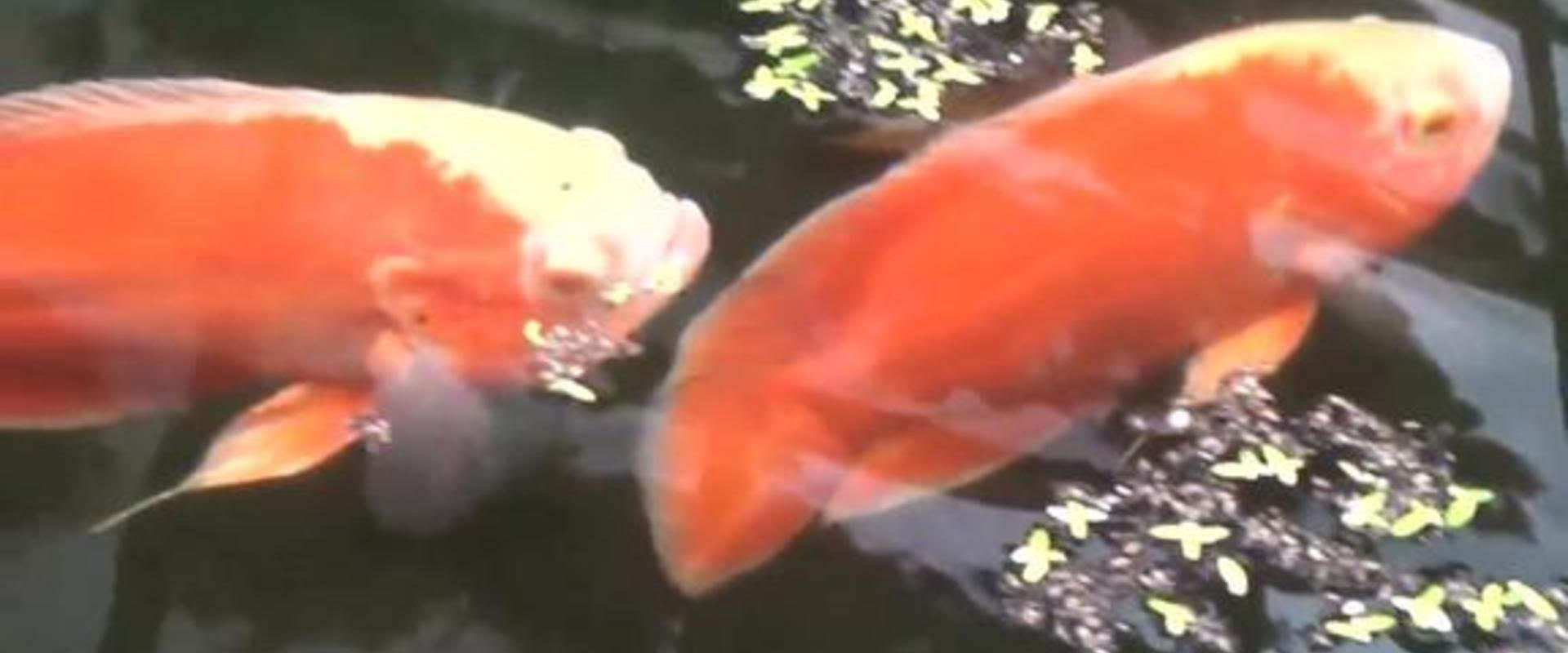 血红地图鱼:不能再红了,给喜欢红鱼的朋友